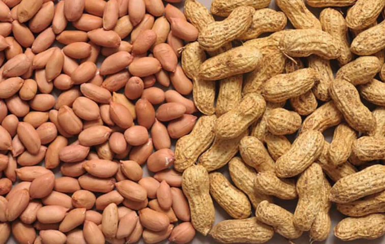 Groundnut 